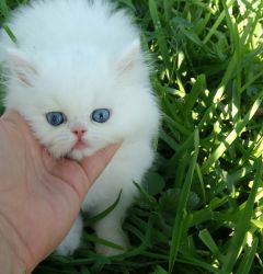 Beautiful Doll face Sapphire Blue eyed White Persians