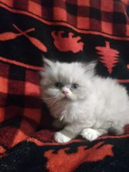 CFA registered Persian kittens