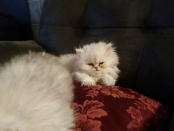 CFA Registered Persian Kittens