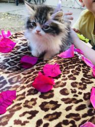 Too Cute Persian Kittens!