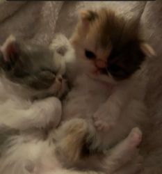 2 Persian Female Kittens Available