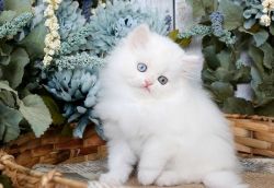 Blue-eyes Persian Kittens