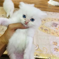 Adorable pure persian kittens
