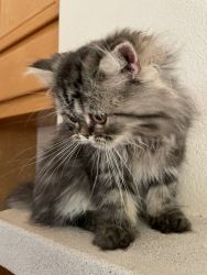 Flat faced Persian male kitten (based in San Diego)