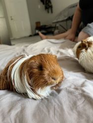 Male Guinea Pigs 1-2 Yrs old w/Cage (Bonded Pair)