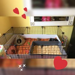 Male guinea pigs /cage / fleece/ bedding & huts