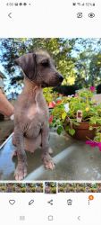 Peruvian hairless puppies. 8 weeks old .parents imported from Peru