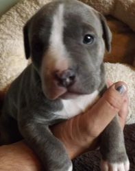 Blue eyes Pitbull Puppies for Adoption