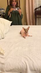 Peruvian hairless puppy for sale
