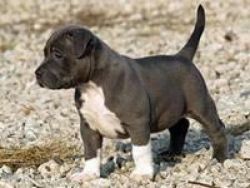 Marvelous Pitbull Puppies For Adoption