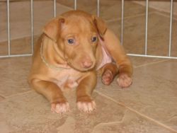 Outstanding quality Pharoah hound puppies