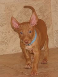 Pharaoh Hound puppies available for a new home