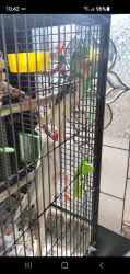 2 cockatiels and cage