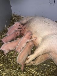 Micro mini piglets for sale! (Smallest pigs available)