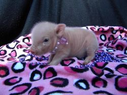 Miniature mini piglets for sale