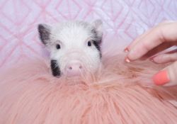 Teacup Pigs for Sale