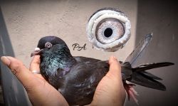 Female Jack Roller Pigeon urgent Sale for home shifting