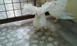white fantail for sale