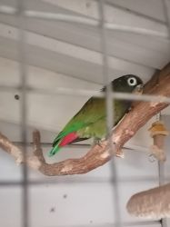 Pinous maximulum parrot