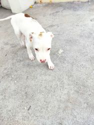 Pitbull rescued puppy