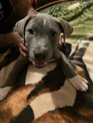 Full bread red nose/blue nose pit Bull