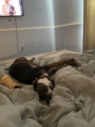 Plott hound for rehoming/adoption