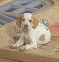Pointer Puppies For Sale