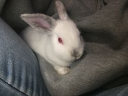 Baby bunny for sale