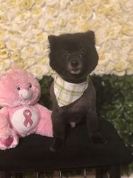 Senior Pomeranian for adoption