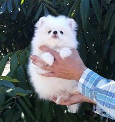 Cute Pomeranian puppies. Text xxx-xxx-xxxx for details and pics