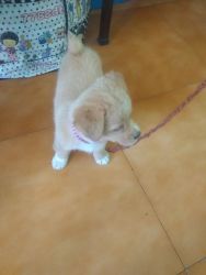 Selling a pomeranian puppy of 48 days