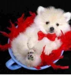 Lovely Teacup Pomeranian Puppies