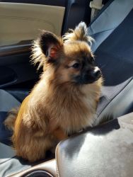 9 month old male Pomeranian puppy, you can contact me at xxx-xxx-xxxx