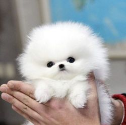 Heartfelt Teacup Pomeranian Puppy