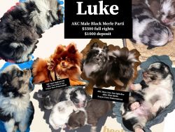 AKC Pomeranian puppies for sale