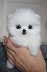 Male and Female Available Pomeranian puppies for new homes