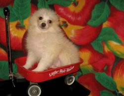 Good looking Pomeranian puppies for Adoption