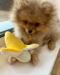 Teacup Pomeranian puppy