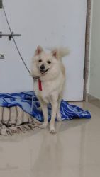 Young Brownish white cute smat soft active pomerian dog