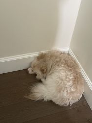 9-month Pomeranian for rehoming