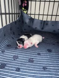 Mini Pomeranians for sale