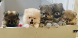 Pomeranian puppies purebred