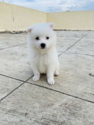 Pomerian Puppy for sell