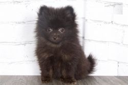 Priceless Male Black Pomeranian Puppy for sale