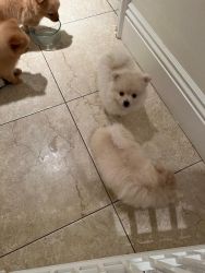 Purebreed,Pomeranian Male White,Fully vaccinated