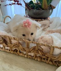 Toy Pomeranian Puppies, White