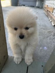 Pure breed Pomeranian puppy