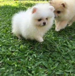 Pomeranian Puppies Available ( Males and Females )