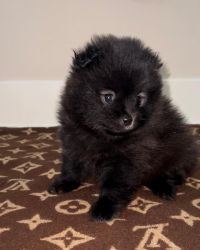 Teacup Pomeranian Boy