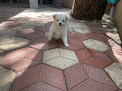 Pomerian puppies for sell